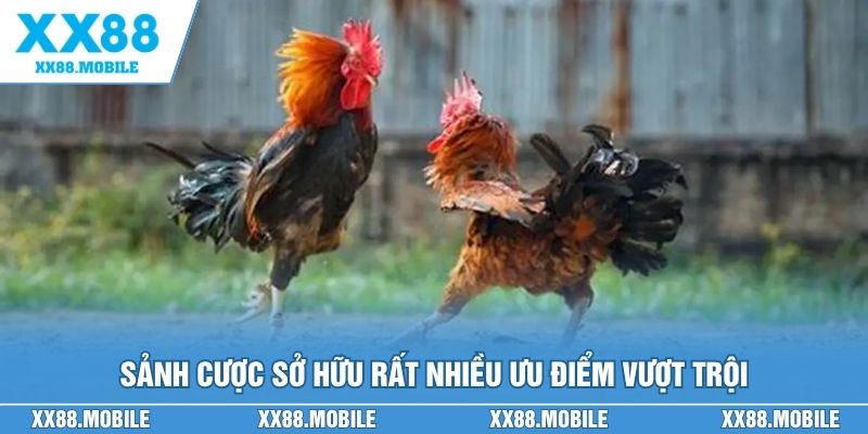 Sảnh cược sở hữu rất nhiều ưu điểm vượt trội